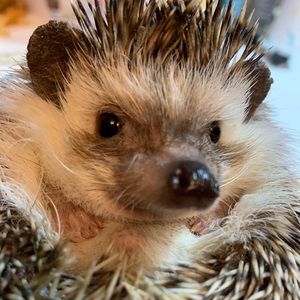 Meet your Posher, Sandy